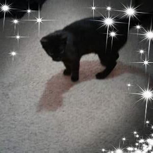 Meet your Posher, Ann